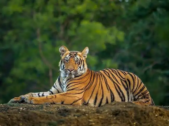 प्रधानमंत्री के जन्मदिन पर देश को मिला 8 चीतों का अनमोल उपहार